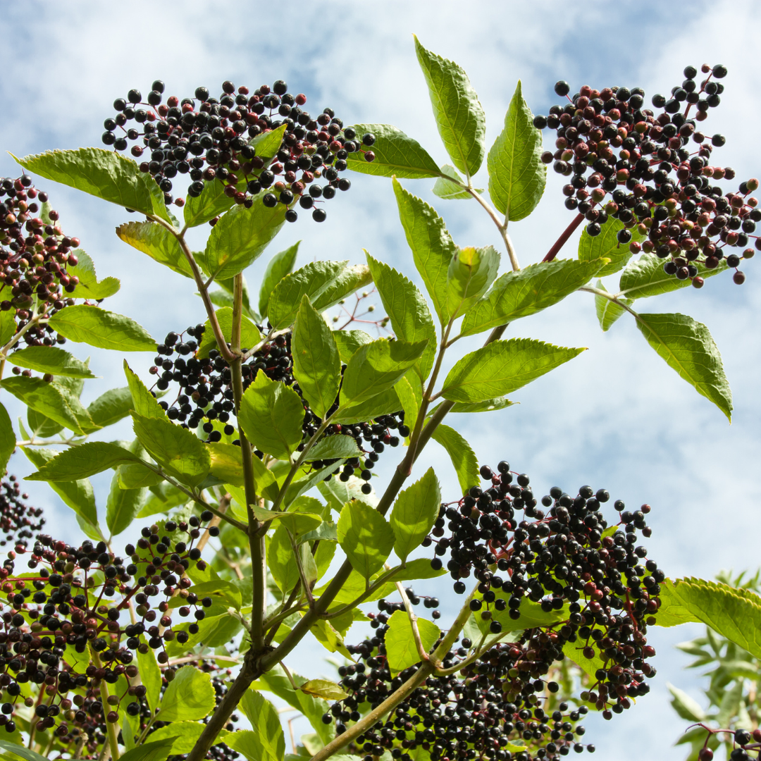 Is Elderberry Effective?  Benefits & Risks of Giving this Trendy Supplement a Try